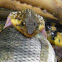 Water Snake