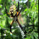 Garden Spider