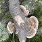Turkey-tail mushroom complex