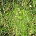 Bamboo