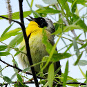 Common yellowthroat