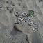 Aggregating Anemone