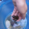 Tailed Frog