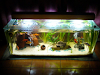 Vendo Acuario Completo