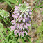 Horsemint           Lemon Mint