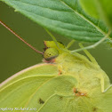 Cloudless sulphur