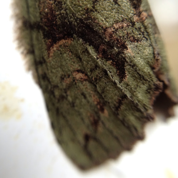 Spotting Image 1