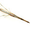 Squid spider