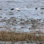 Tundra Swan