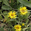 unknown flower