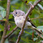 Hutton's Vireo