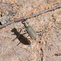 Small Tiger Beetle