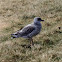 Seagull