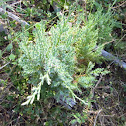 juniper