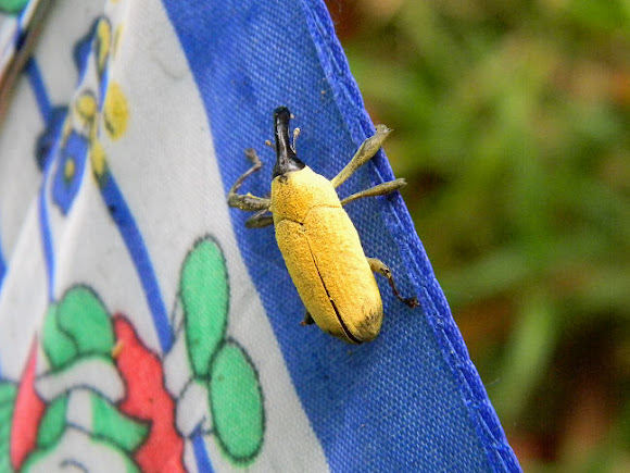 Spotting Image 1