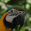 Blue and Yellow Macaw
