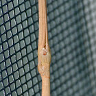 Stick bug (male)