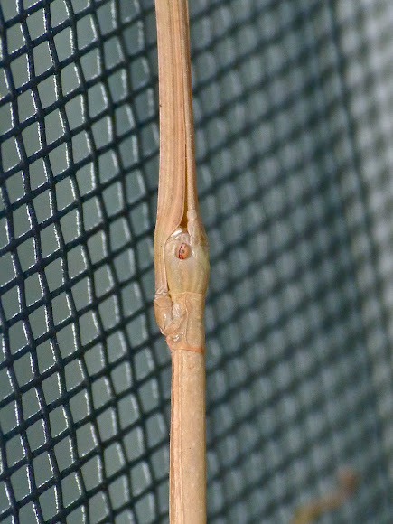 Spotting Image 1