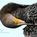 Double-crested Cormorant