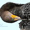 Double-crested Cormorant