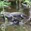 Nile crocodile