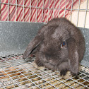 Holland lop rabbit