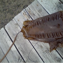 kelp