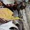Red-banded Hairstreak