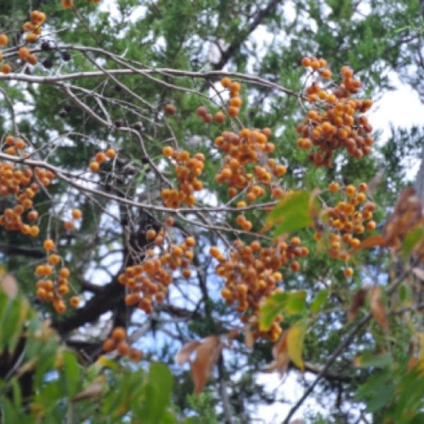 Soapberry tree Project Noah