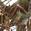 Yellow-throated Sparrow