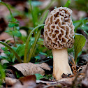 Gray Morel