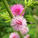 Giant Sensitive Plant