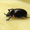 Fork-horned Rhino Beetle