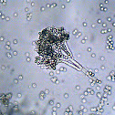 Penicillium Mold