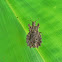 Flat bug