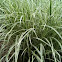 Ornamental Grass
