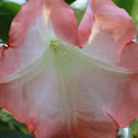 angel's trumpet