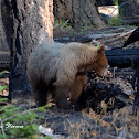 American black bear