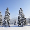 Norway Spruce
