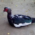 pato
