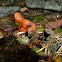 Rote Wegschnecke, European Red Slug