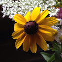 Black eyed susan
