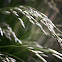 grass seeds