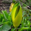 Skunk cabbage
