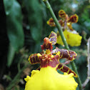 Oncidium