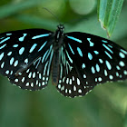 Dark Blue Tiger