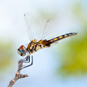 Marl pennant (female)