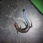 Five lined skink