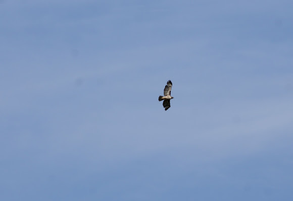 Spotting Image 1