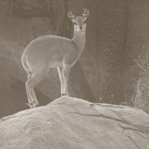 Spotting Image 1